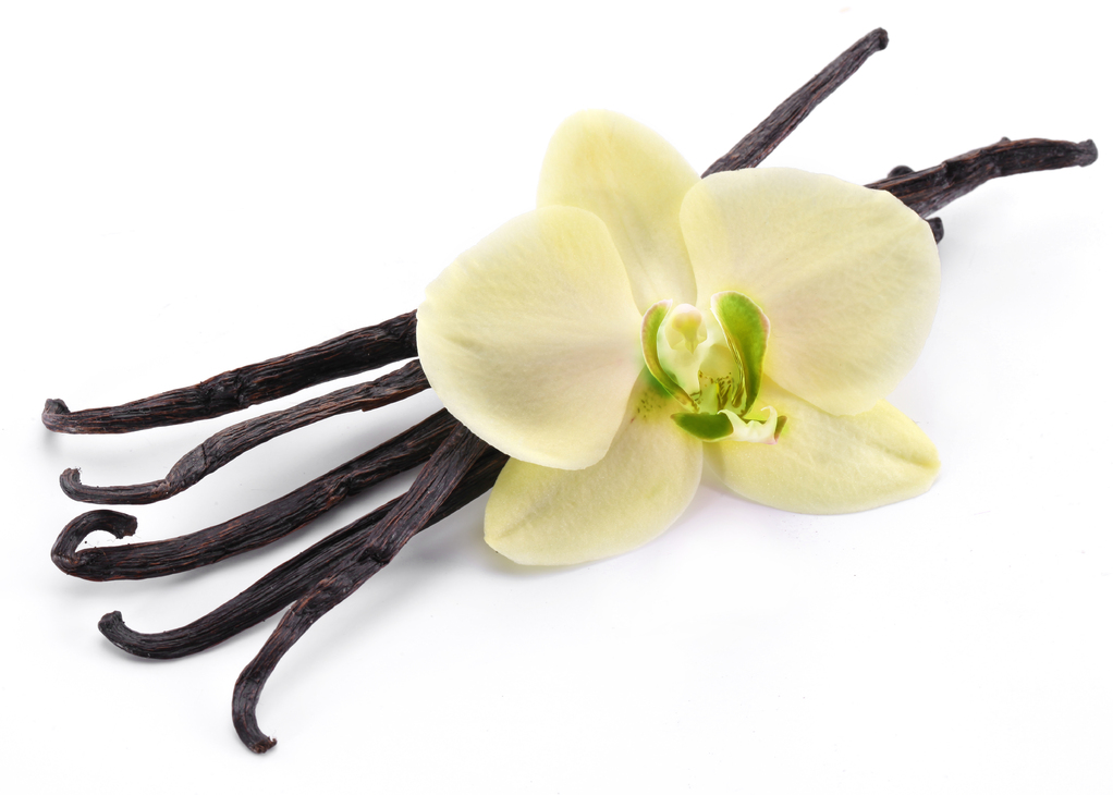 стручки и цветок ванили